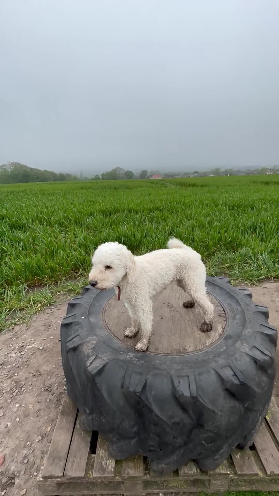 Mixed Breed dogs for sale: Rehoming Cavapoochon - Video 2