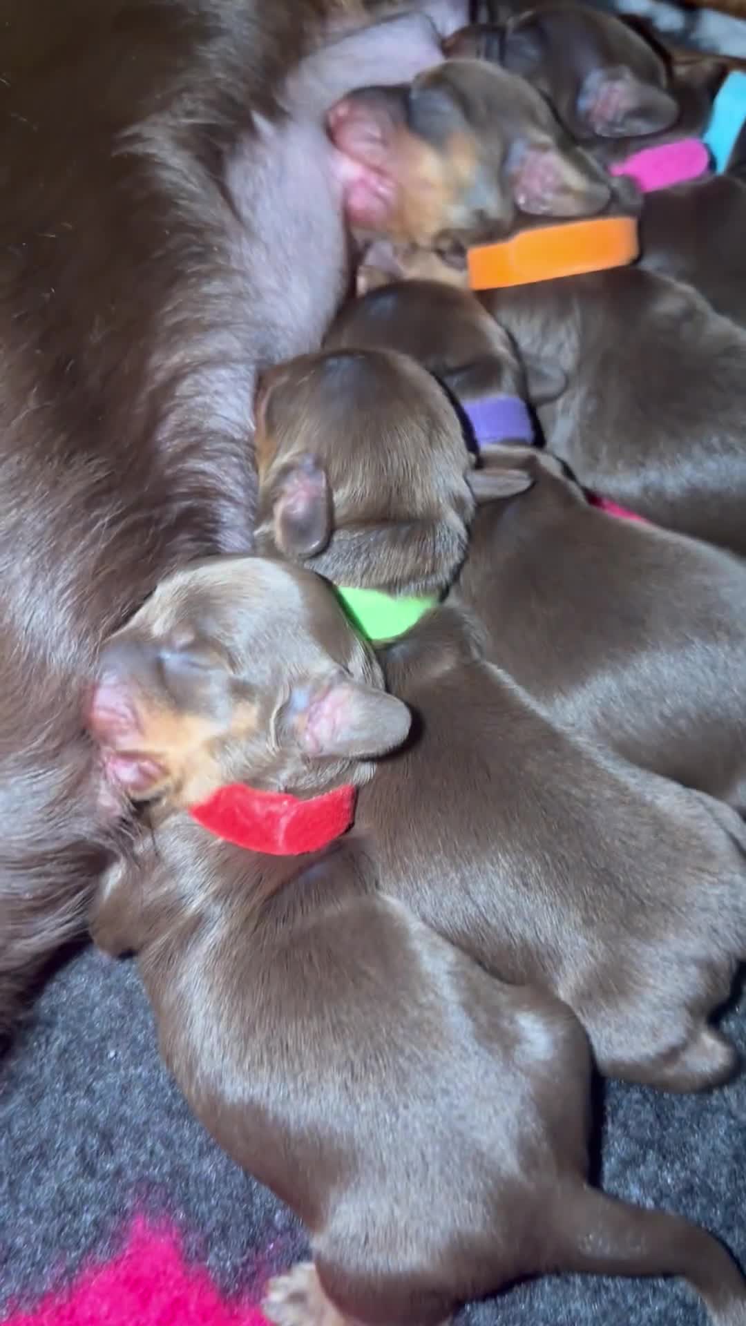 Miniature Dachshund dogs for sale: Stunning 5 ⭐️ long-haired miniature dachshunds - Video 1