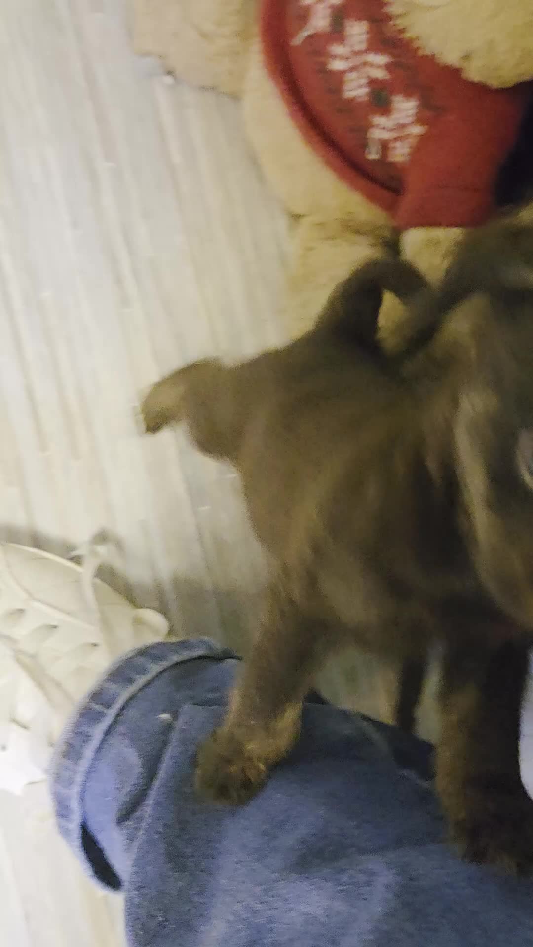 Mixed Breed dogs for sale: Chizer Puppies  in Huddersfield - Video 5