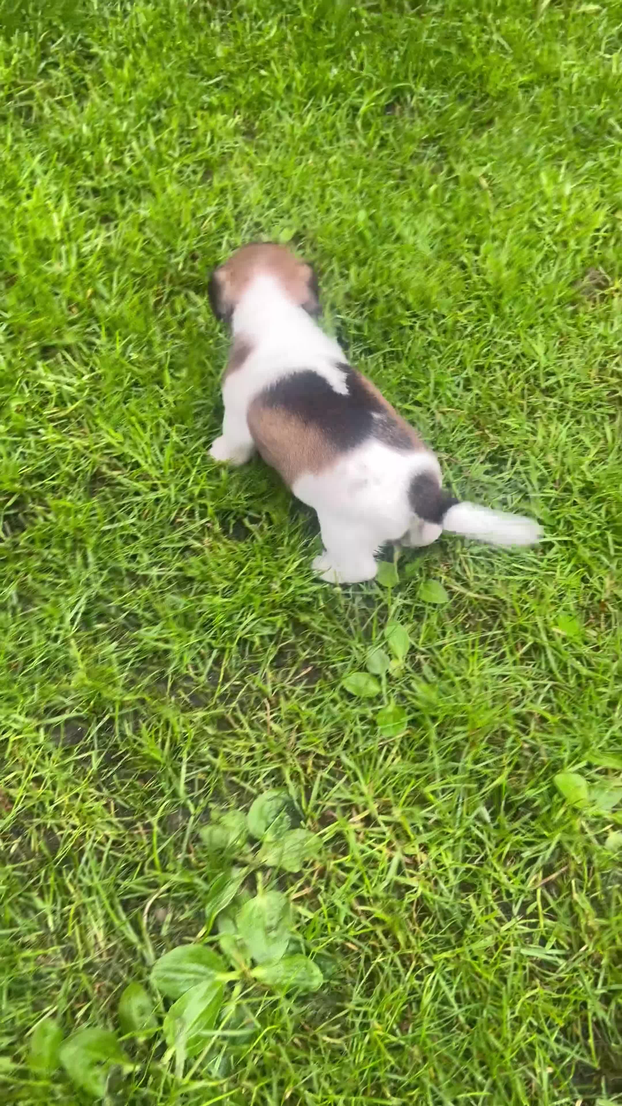 Jack Russell dogs for sale: Pure bread Jack Russell Terrier  - Video 2