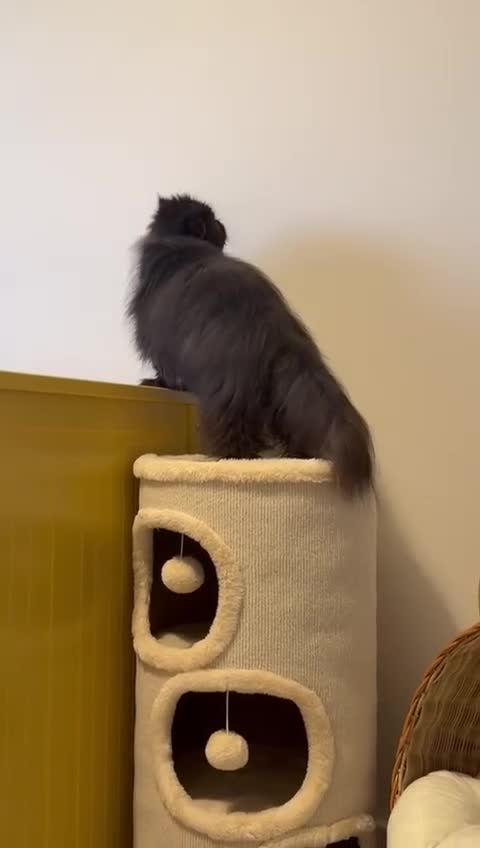 Persian cats for sale: Beautiful long hair Persian girl  - Video 1