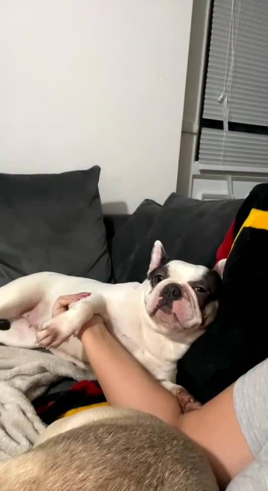 French Bulldog dogs for sale: Angel  - Video 1