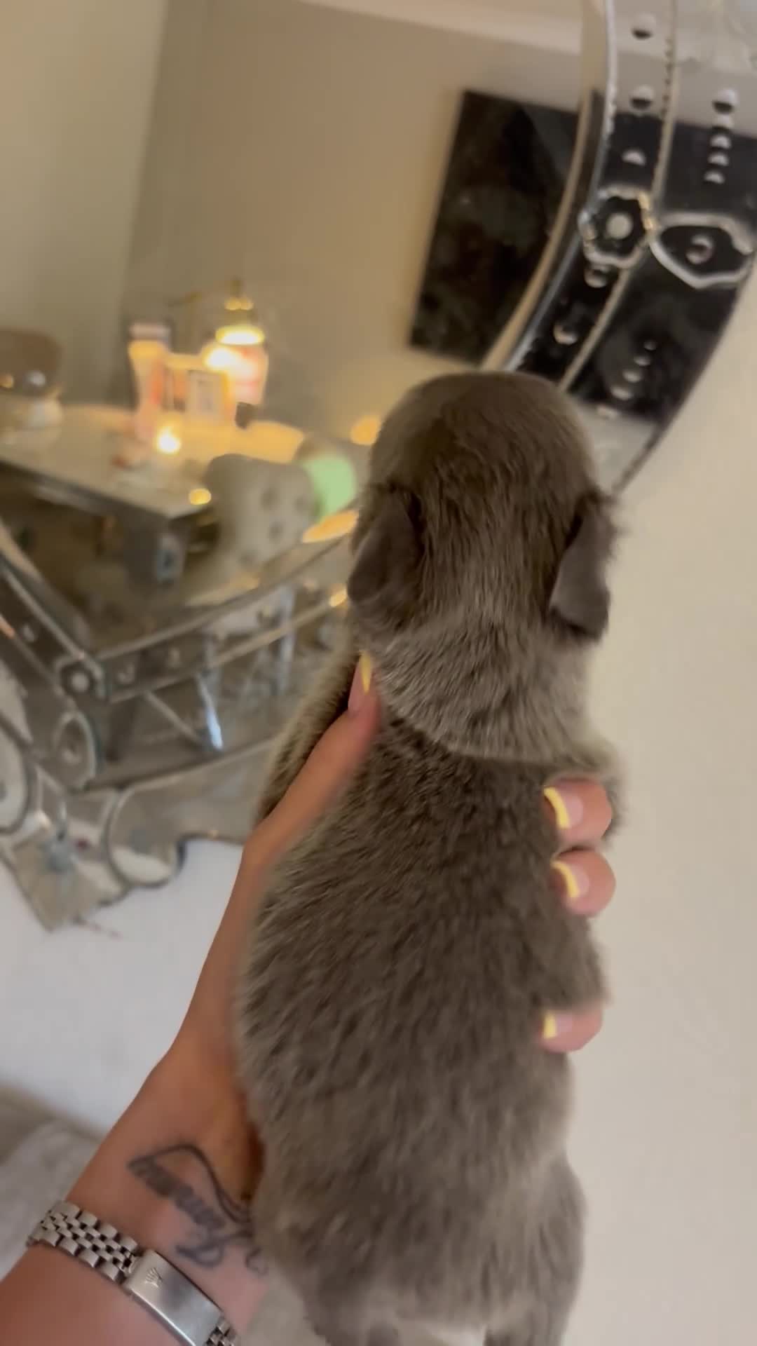 French Bulldog dogs for sale: Visual fluffy French bulldogs - Video 1