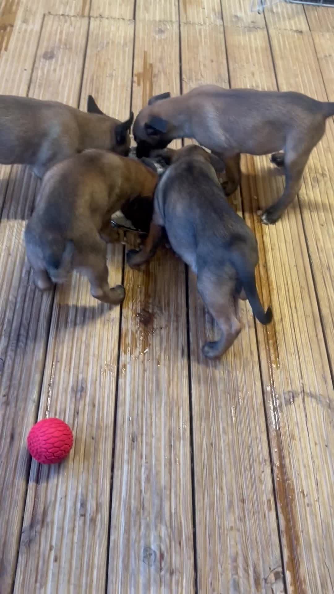Belgian Shepherd Dog dogs for sale: 9 Belgian malinois puppies 🧬‼️ - Video 1