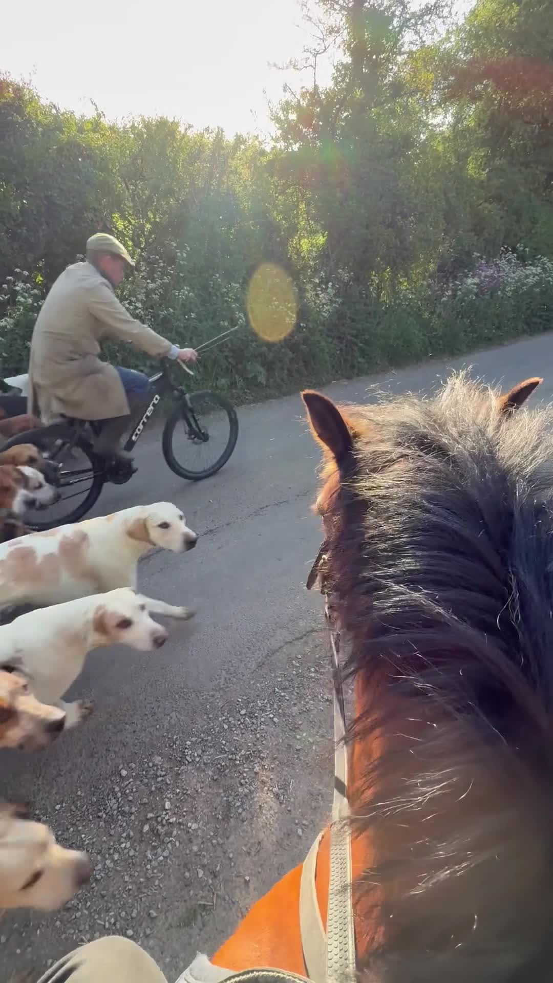 Welsh Section A horses for sale: Super 12.2hh Pony - Video 1