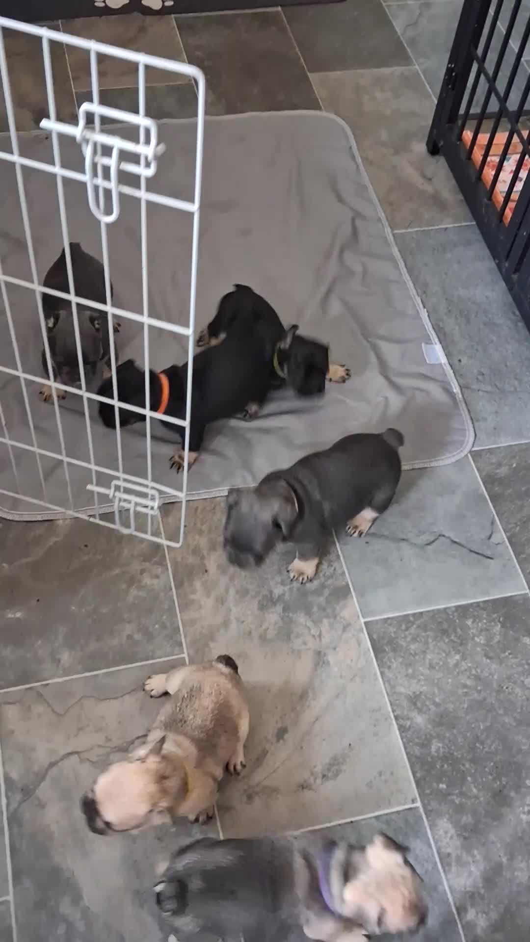 French Bulldog dogs for sale: KC beautiful  frenchies  - Video 1
