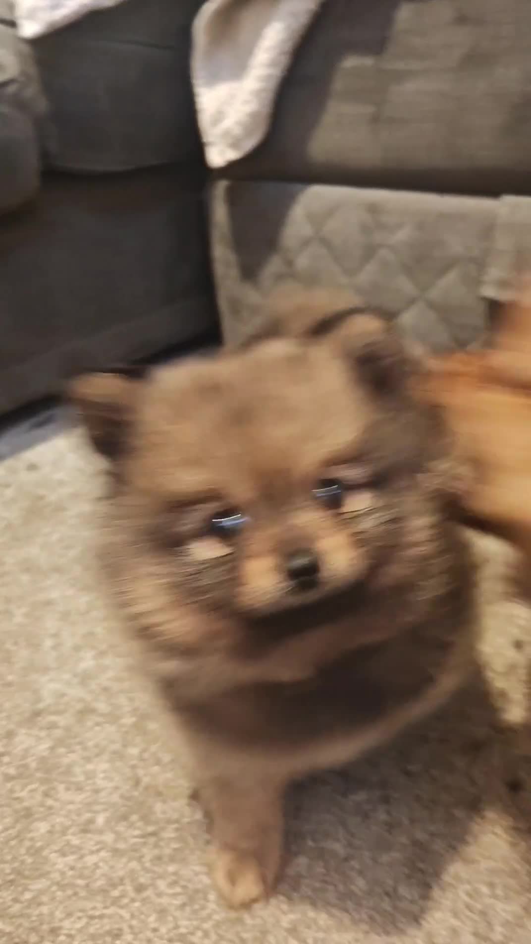 Pomeranian dogs for sale: pomeranians - Video 1