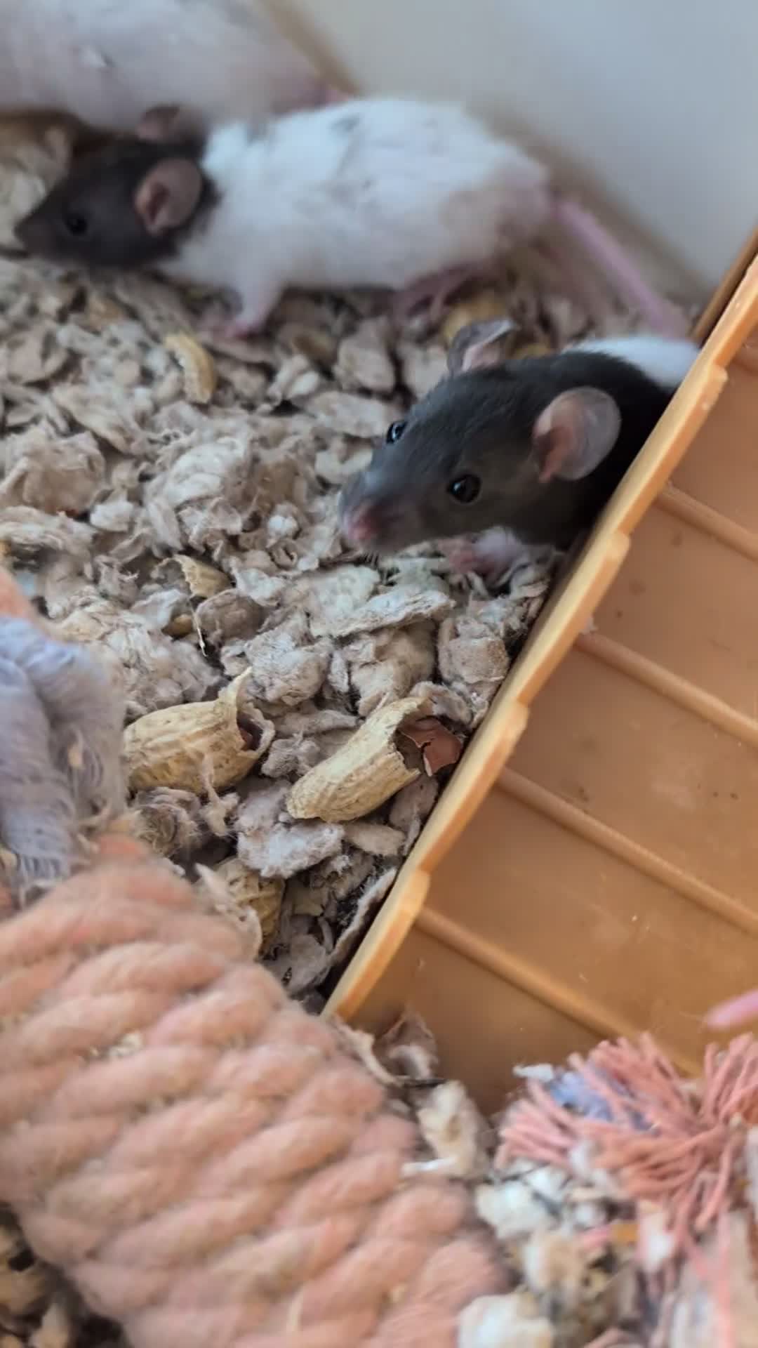 Rat rodents for sale: Adorable Dumbo and Fancy Rats - Video 5