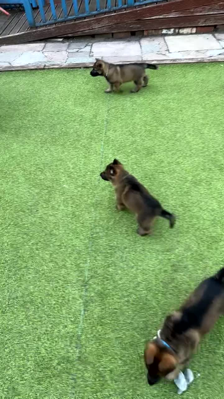 German Shepherd dogs for sale: 4 rare female German shepherd pups kc reg working  - Video 1