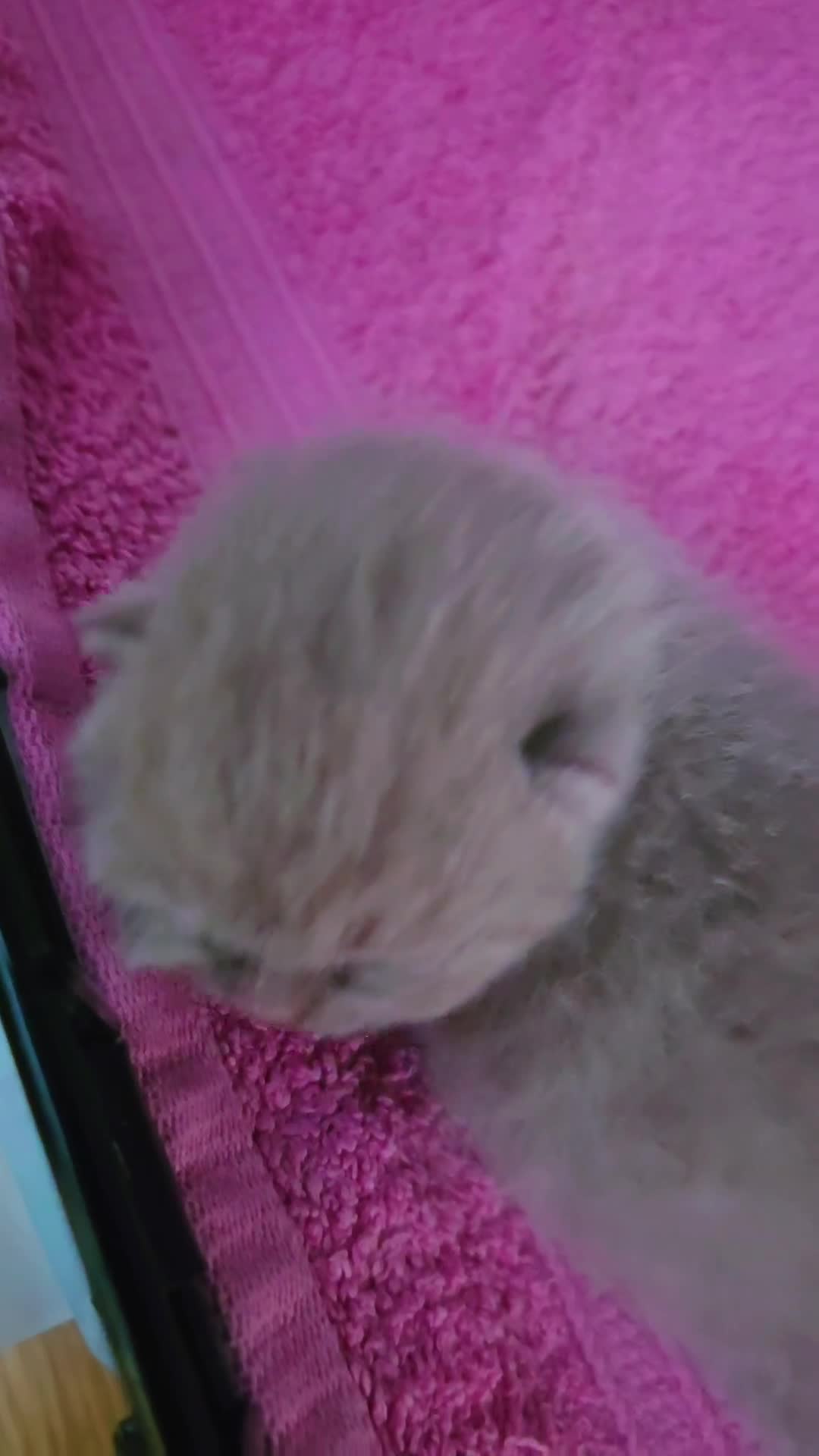 British Shorthair cats for sale: British Shorthair Kittens | Champion Lines - Video 2