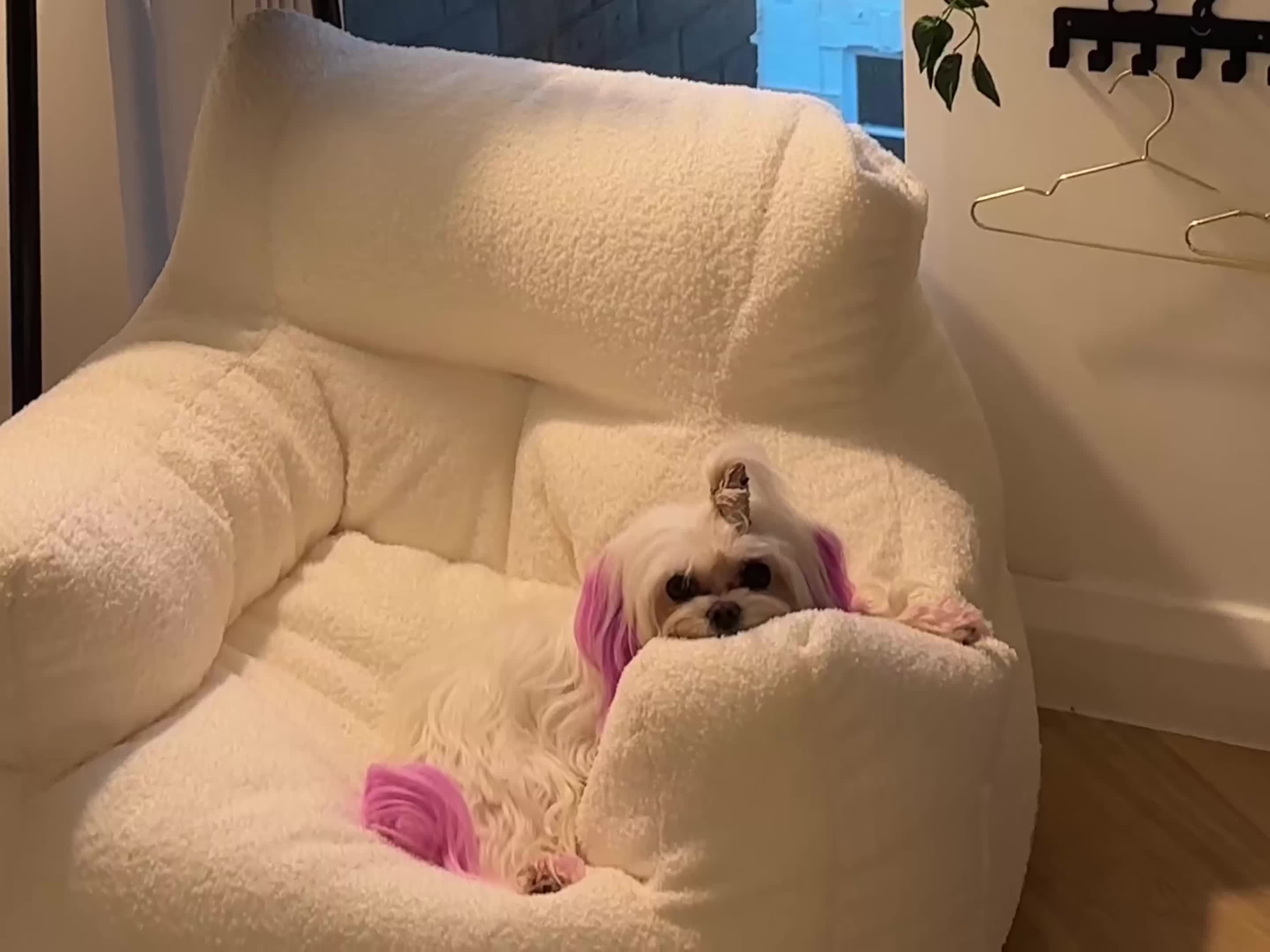 Maltese dogs for sale: KC KOREAN RARE CHAMPION MALTESE PUPS*WAITING LIST* - Video 1