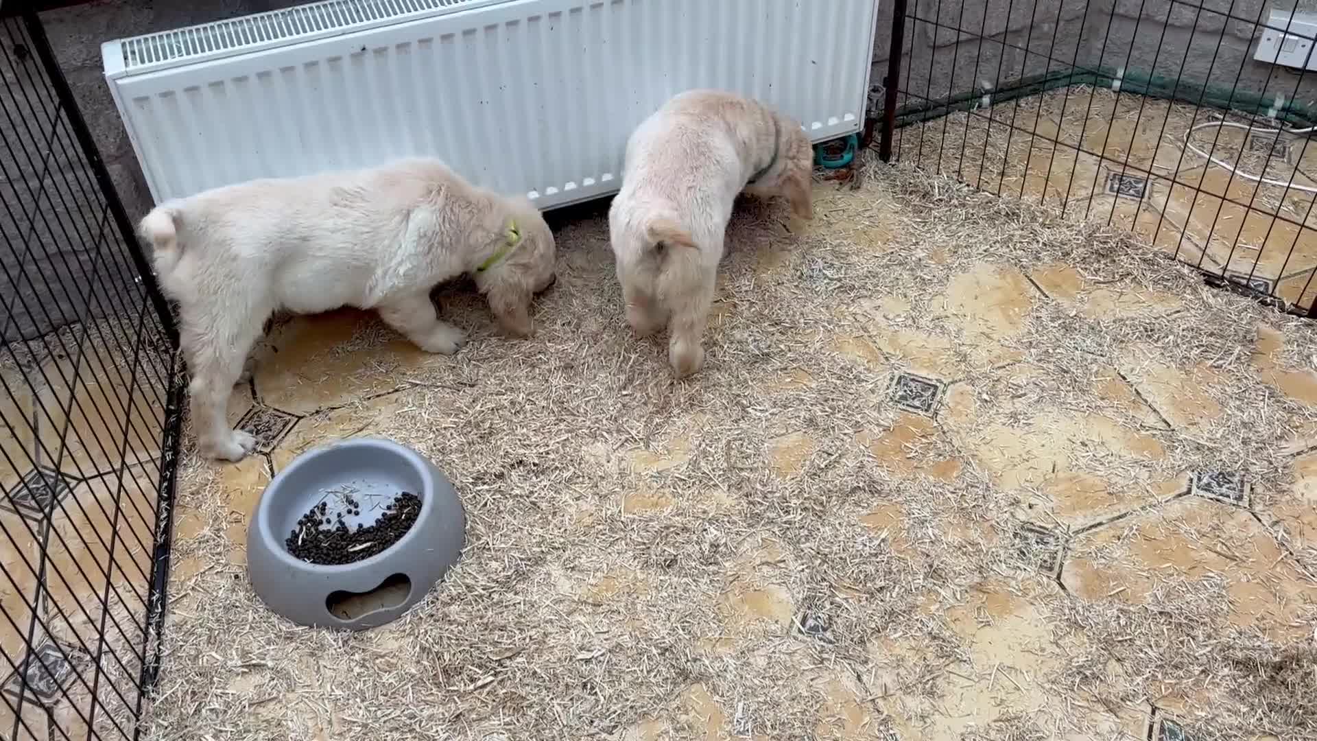 Golden Retriever dogs for sale: **LAST MALE** KC Golden Retriever Puppies - Video 1