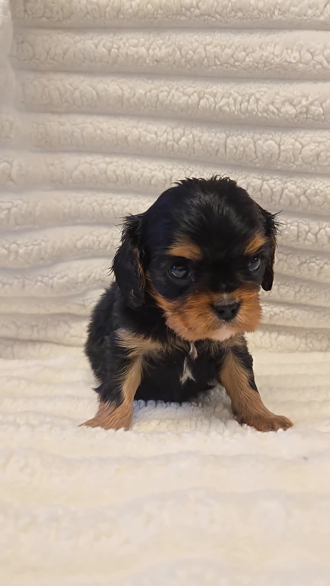 Cavalier King Charles Spaniel dogs for sale: KC Reg fully health tested parents cavvie pups  - Video 2