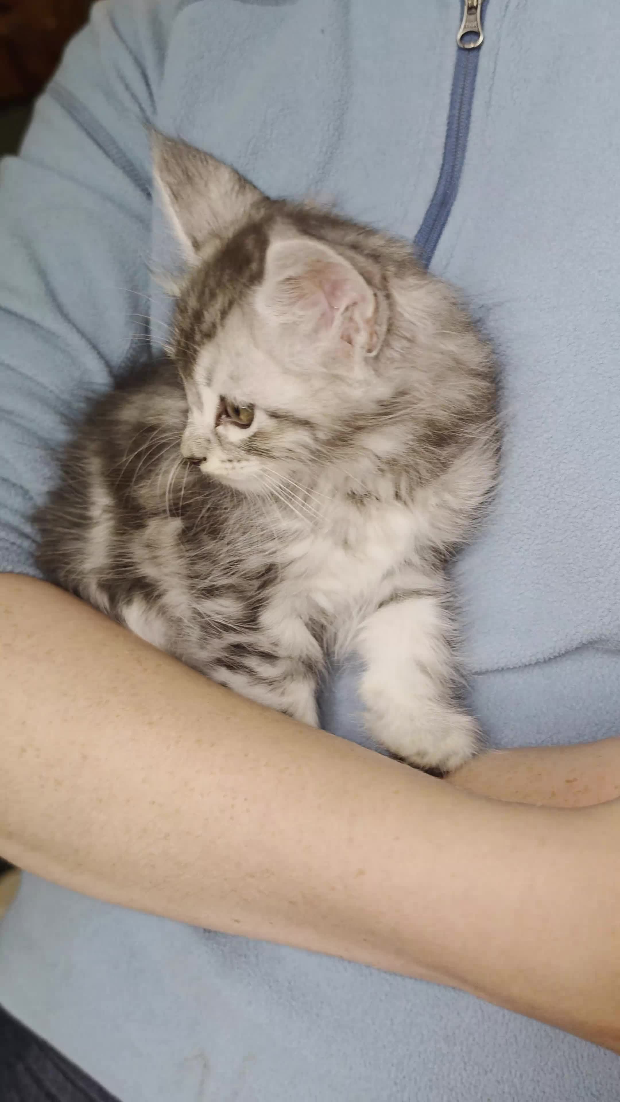 Maine Coon cats for sale: Maine Coon Kittens for Sale - Video 3