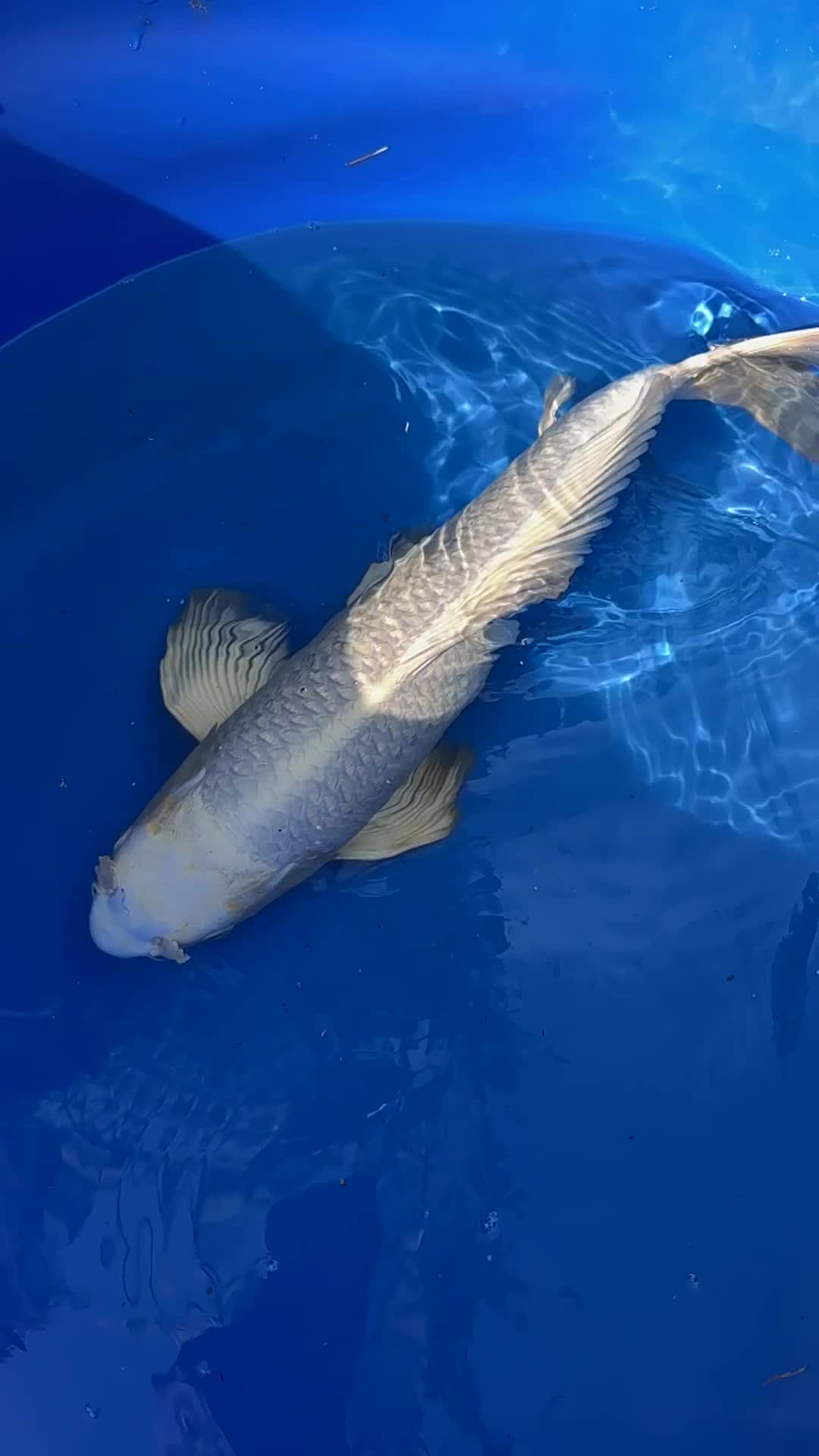 Koi Carp fish for sale: High quality Japanese Butterfly Koi - Video 2
