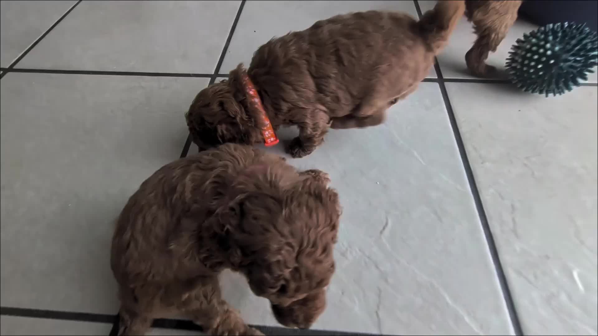 Toy Poodle dogs for sale: Stunning K.C Registered Red Toy Poodle Puppies - Video 1