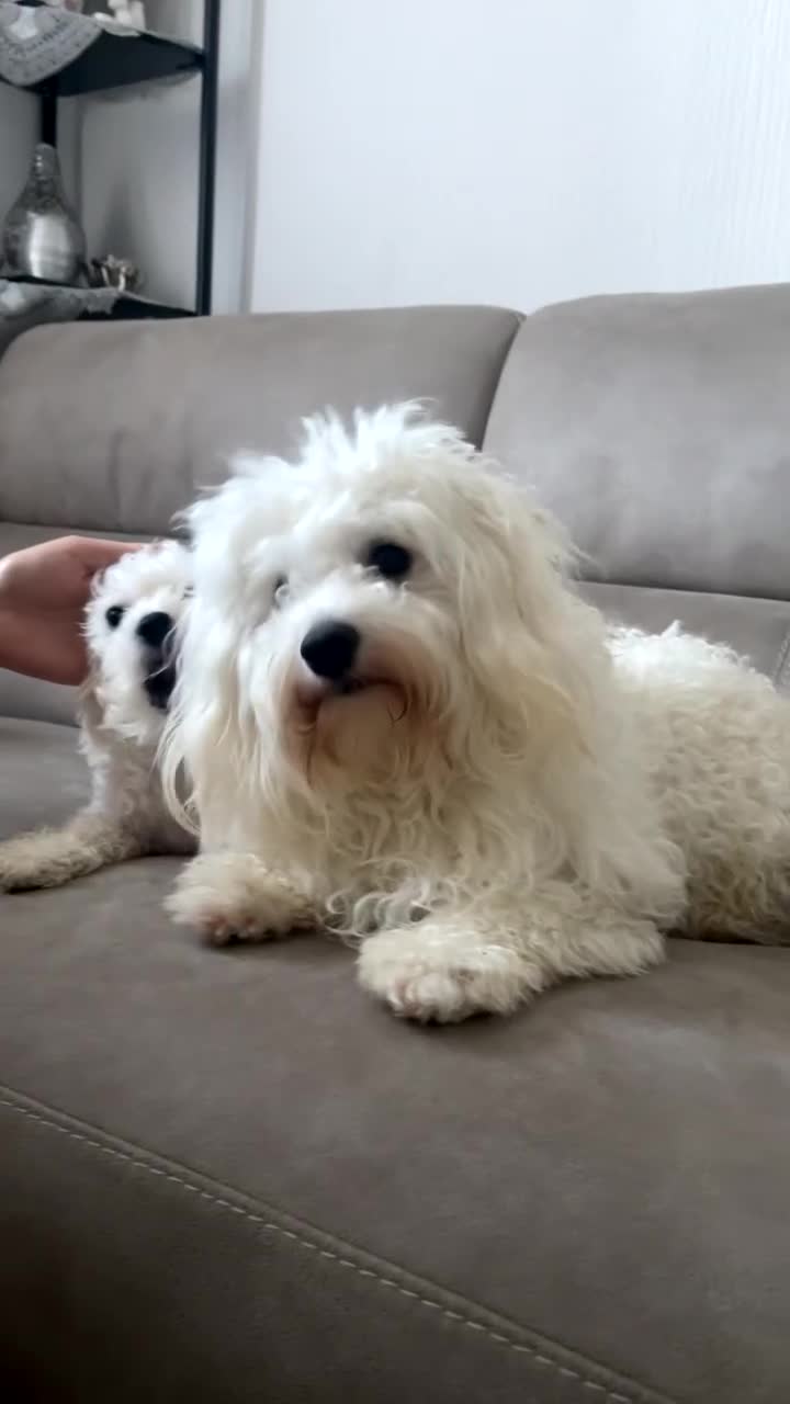 Mixed Breed dogs for sale: Bichon Maltese mix beautiful 2 puppies  - Video 1
