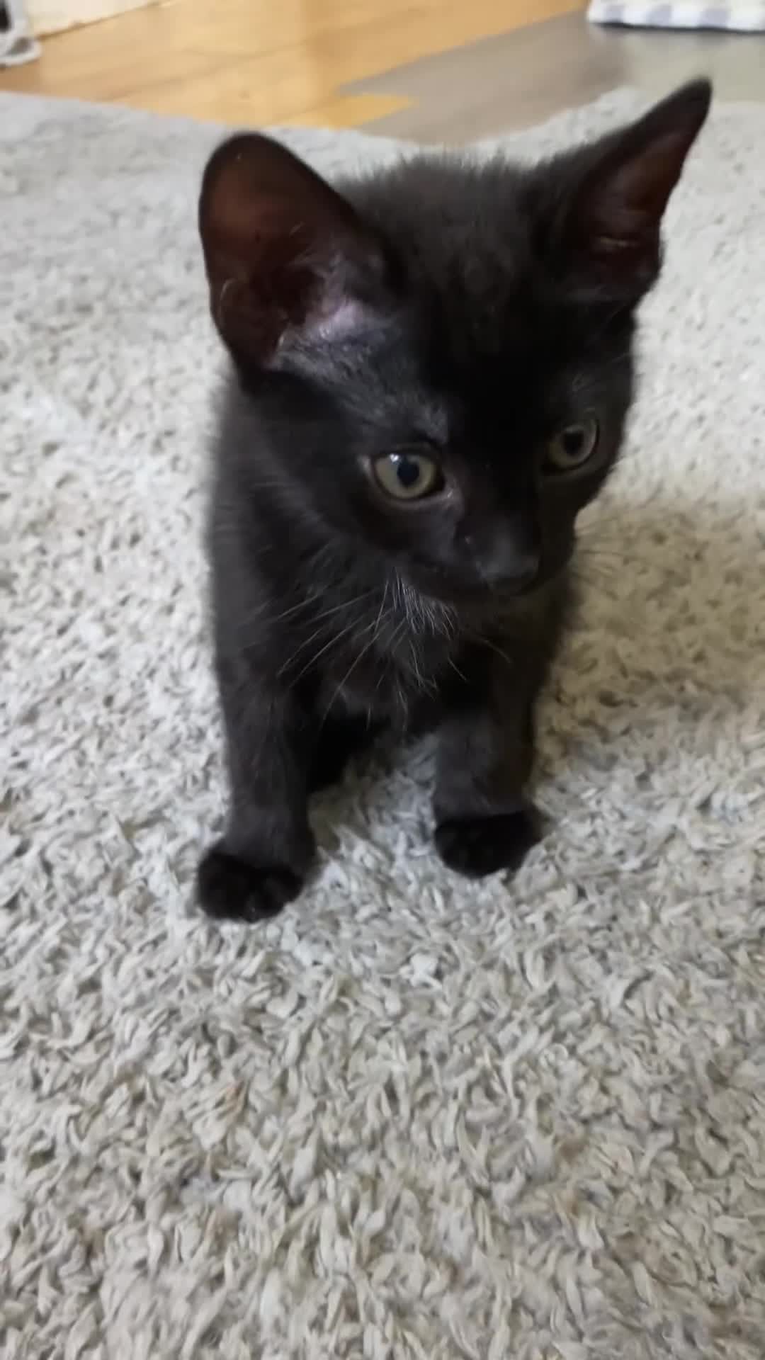 Domestic Shorthair cats for sale: Male black kittens  in Worthing - Video 1
