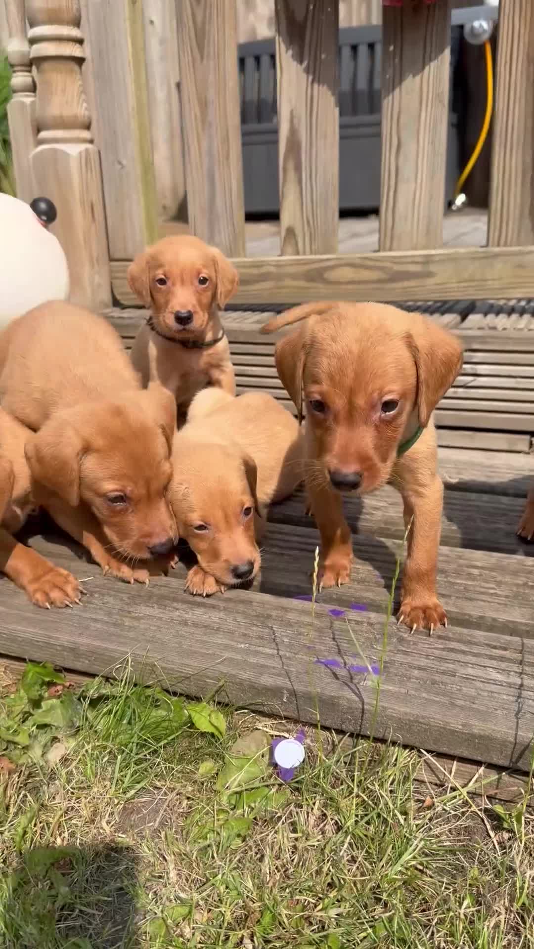 Labrador Retriever dogs for sale: 4 LEFT KC LABS READY IN 1 WEEK ❤️ - Video 1