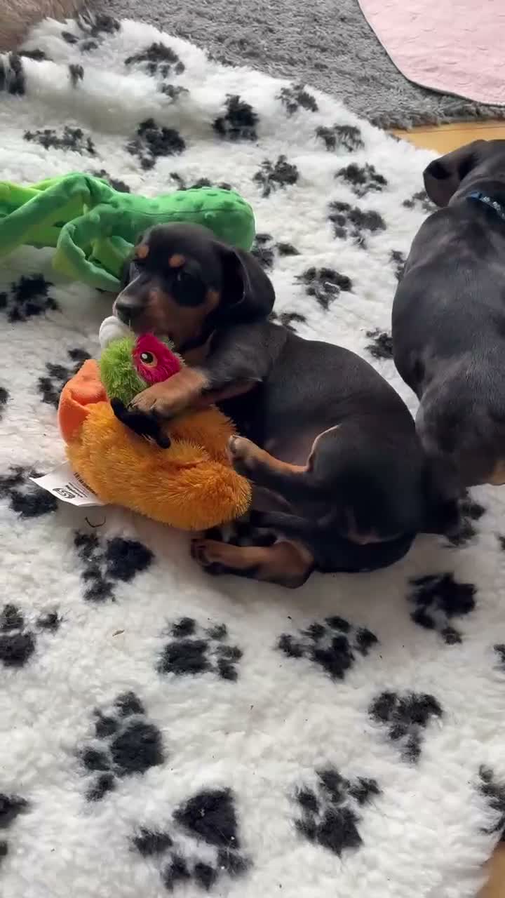 Miniature Dachshund dogs for sale: Beautiful Miniature Daschund’s Male 9 weeks old  - Video 1