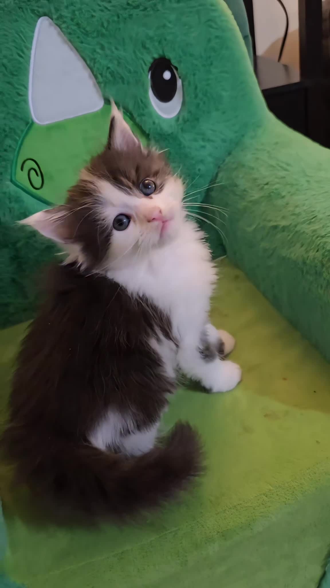 Mixed Breed cats for sale: Maine Coon Angora  - Video 1