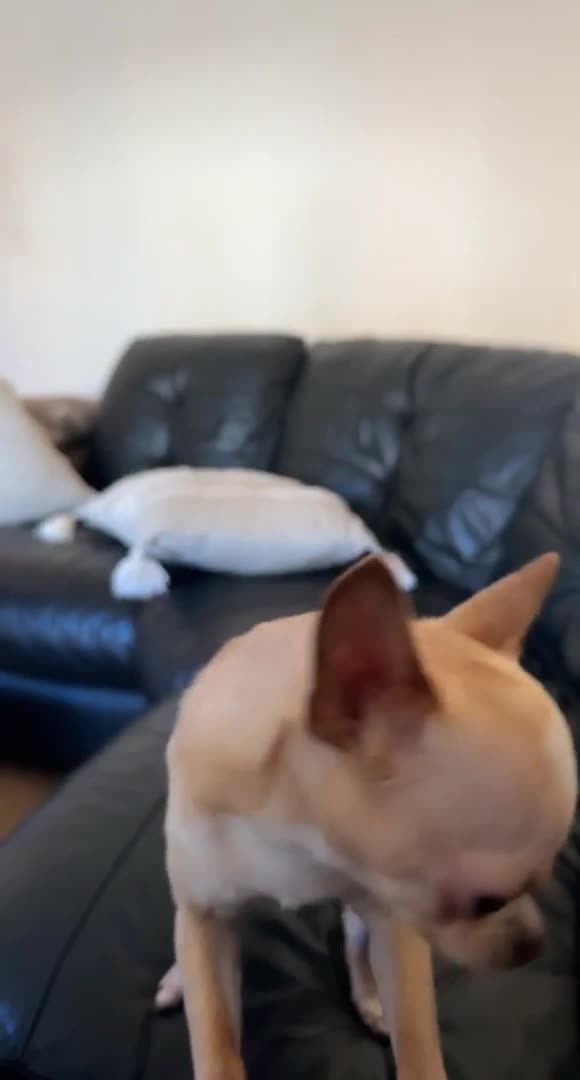 Chihuahua dogs for stud: **PROVEN STUD** ** Chihuahua in Pudsey - Video 2