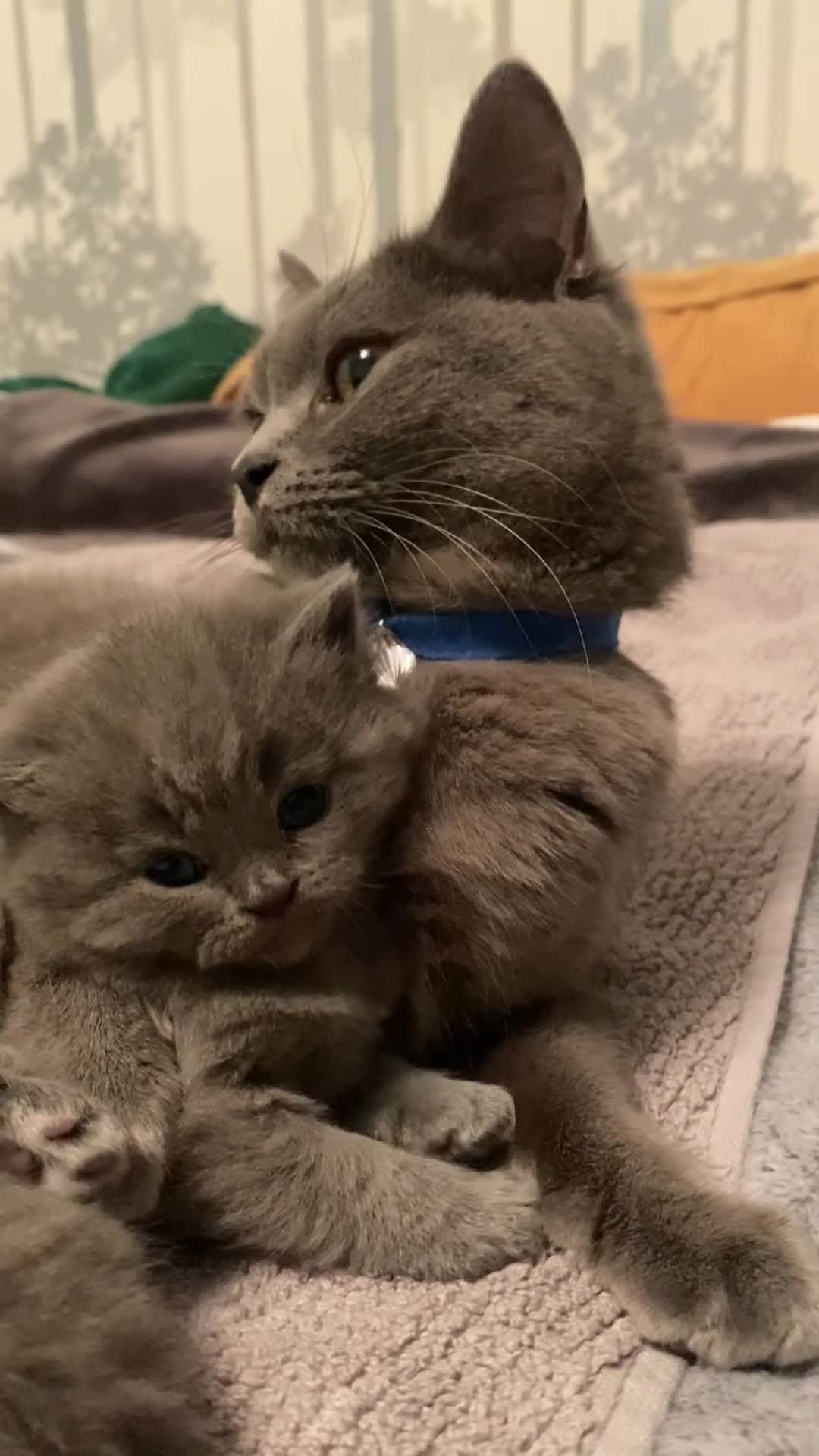 British Shorthair cats for sale: Gorgeous Pedigree British Blue Kittens - Video 1