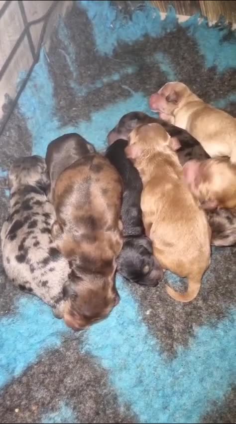 Toy Poodle dogs for stud: Merle poodle stud in Wakefield - Video 2