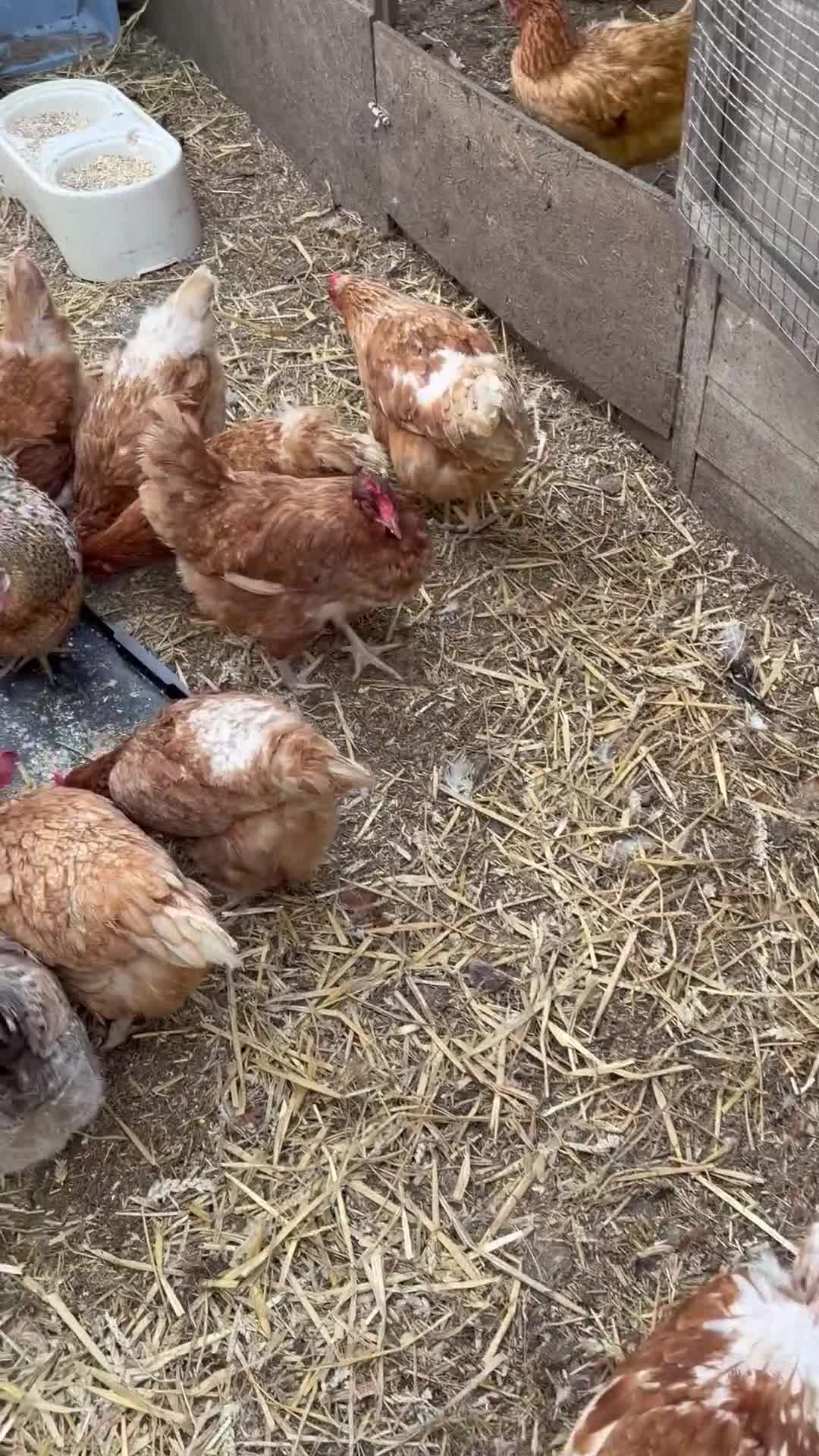 Chickens poultry for sale: Hatching Eggs: Duck, Serama, Bantam & LF Hybrids- - Video 2
