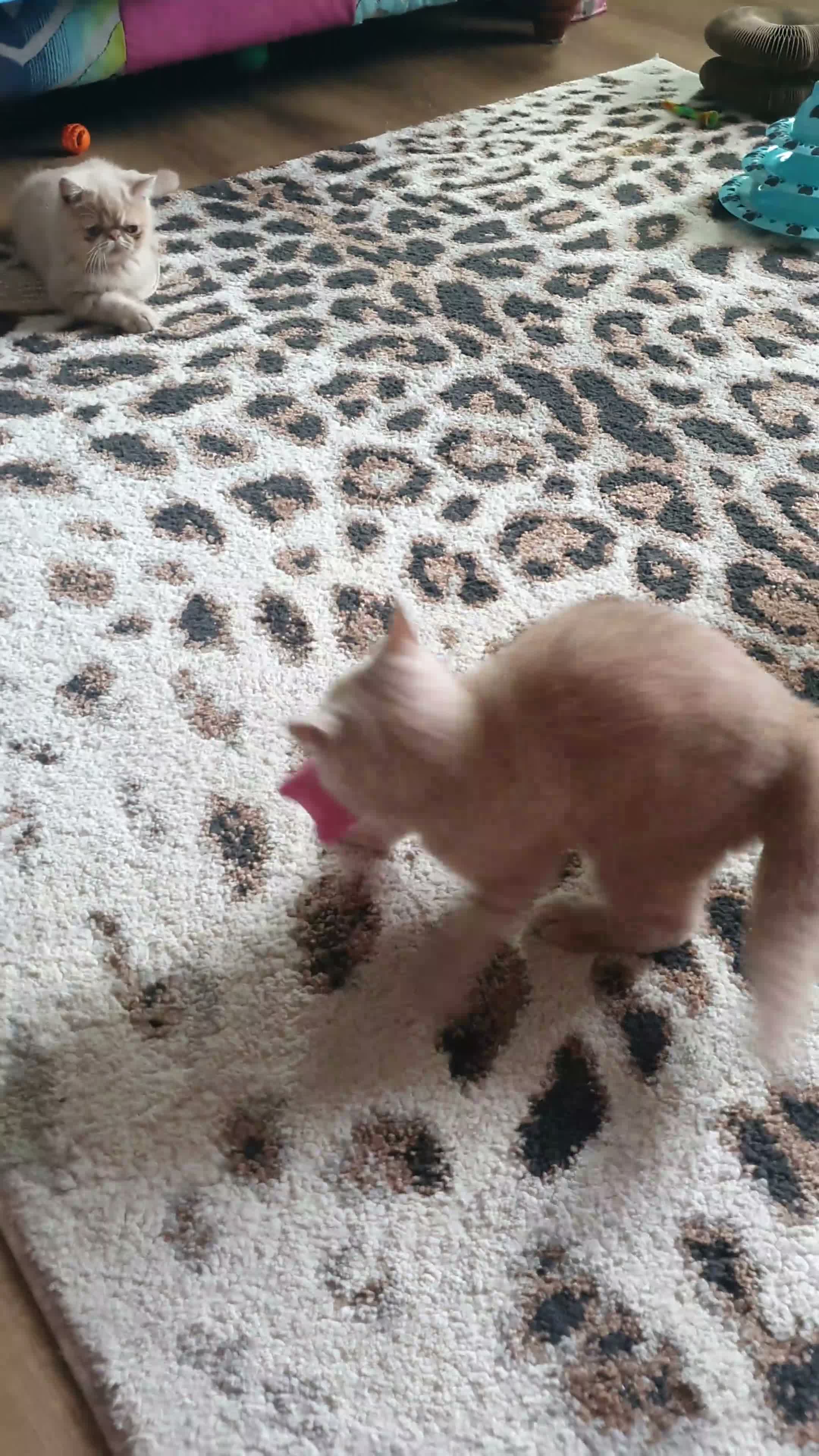 Exotic cats for sale: Chunky Gccf registered ( Lilac carrier boys - Video 2