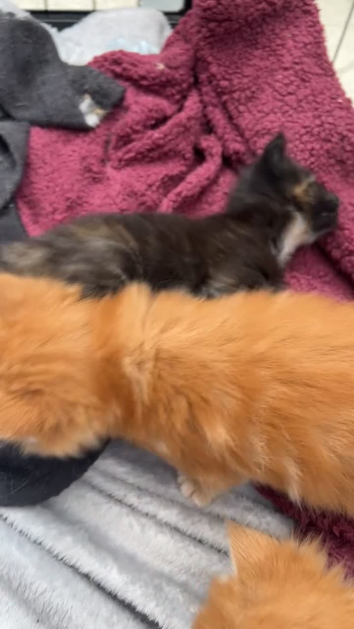 Maine Coon cats for sale: Maine Coon Kittens  - Video 4