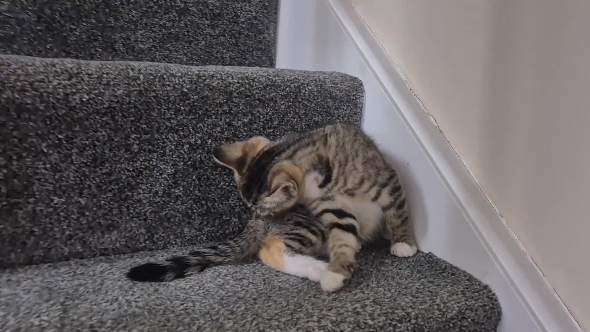 Domestic Shorthair cats for sale: Friendly and Playful Tabby Kitten - Video 1