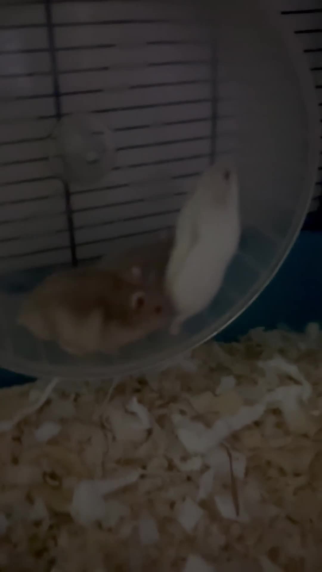 Hamster rodents for sale: 3 week old red eyed dwarf Russian hamsters in Gravesend - Video 2