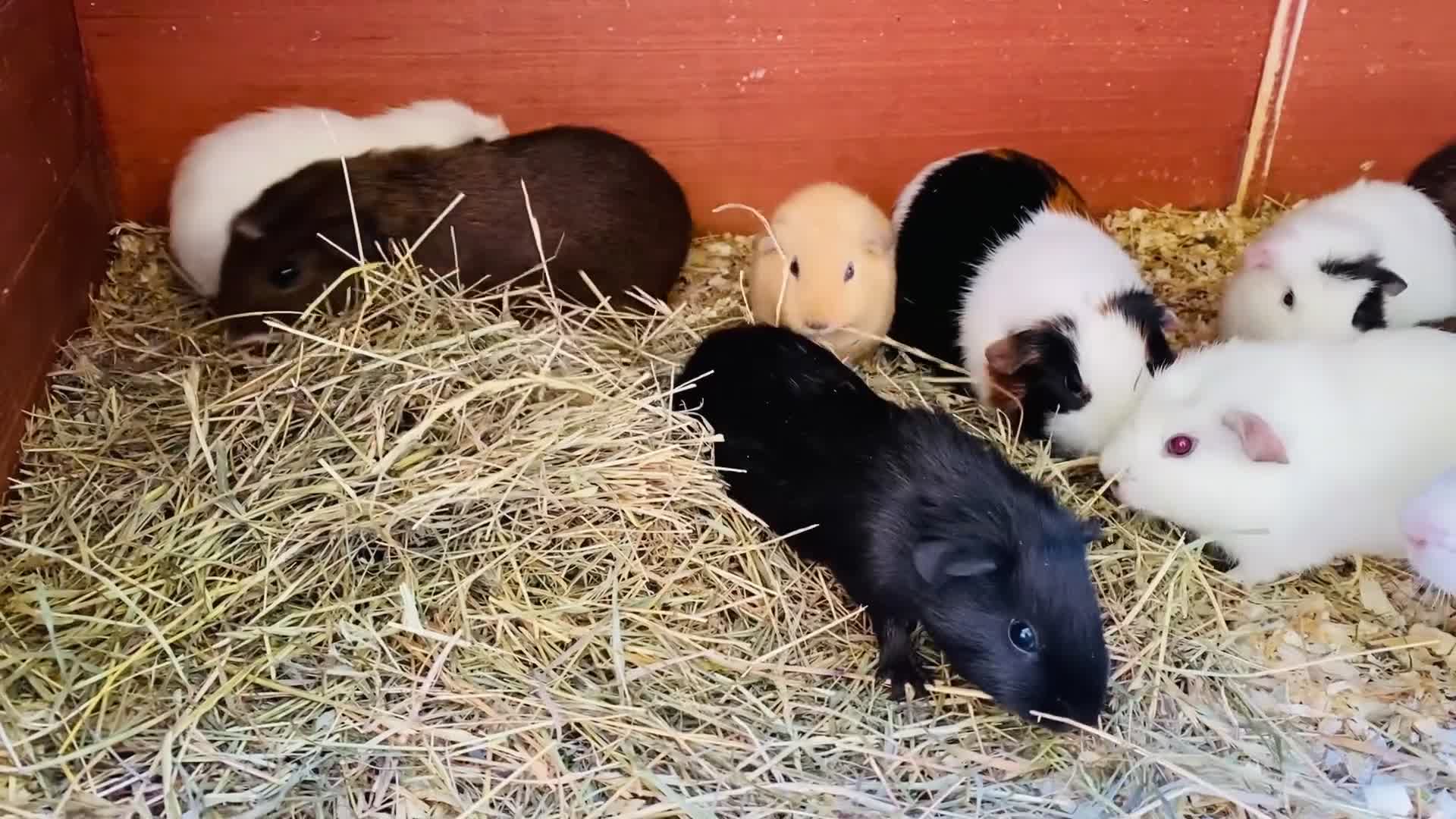 Guinea Pig rodents for sale: Beautiful mix of baby male Guineapigs cream cali - Video 1