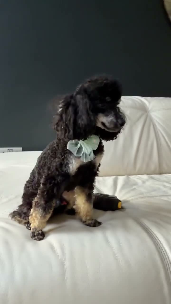 Toy Poodle dogs for sale: Fab opportunity toy poodle 1yr 5* phantom  - Video 1