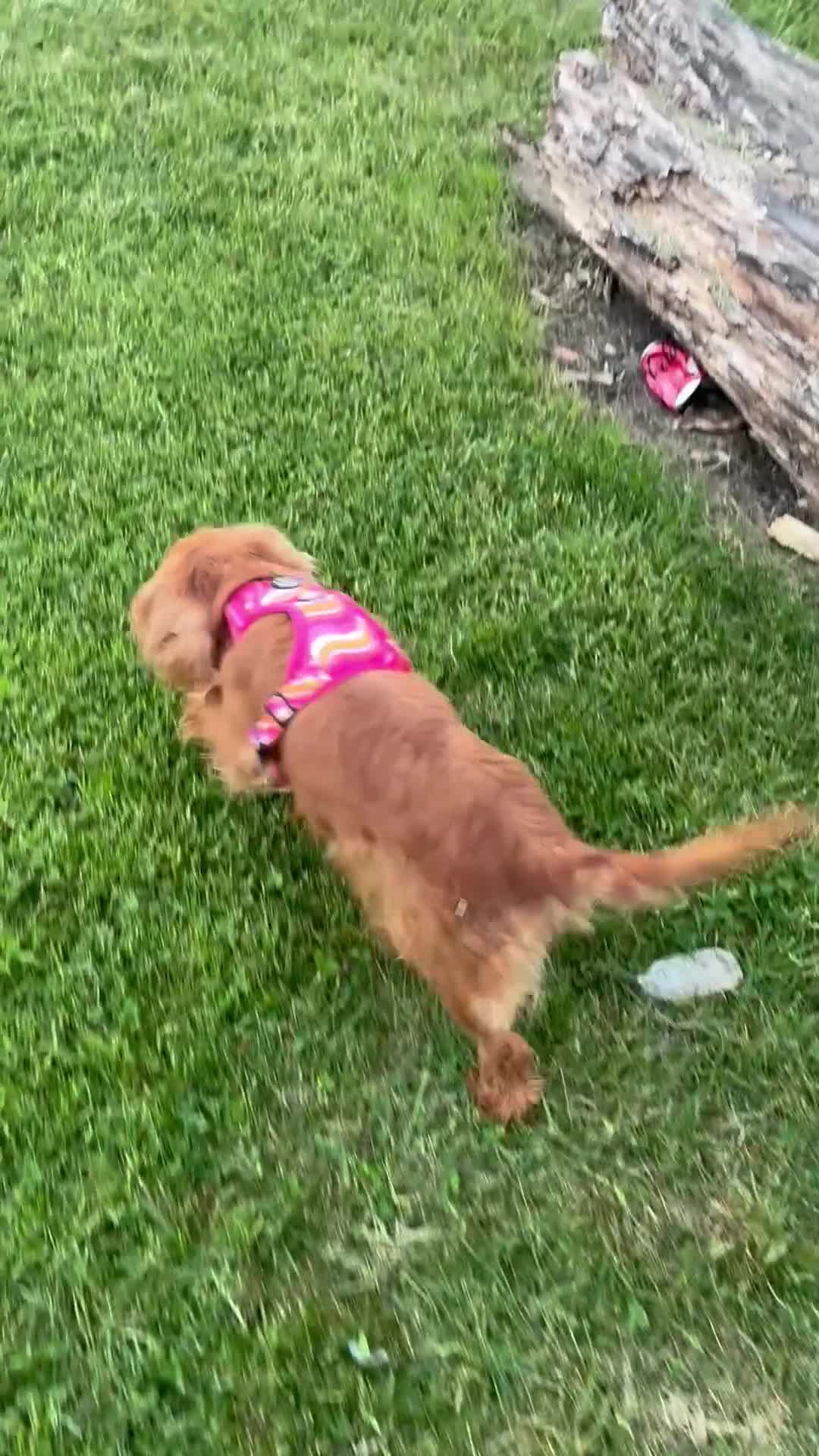 Cavalier King Charles Spaniel dogs for sale: My Beautiful Ruby  - Video 2