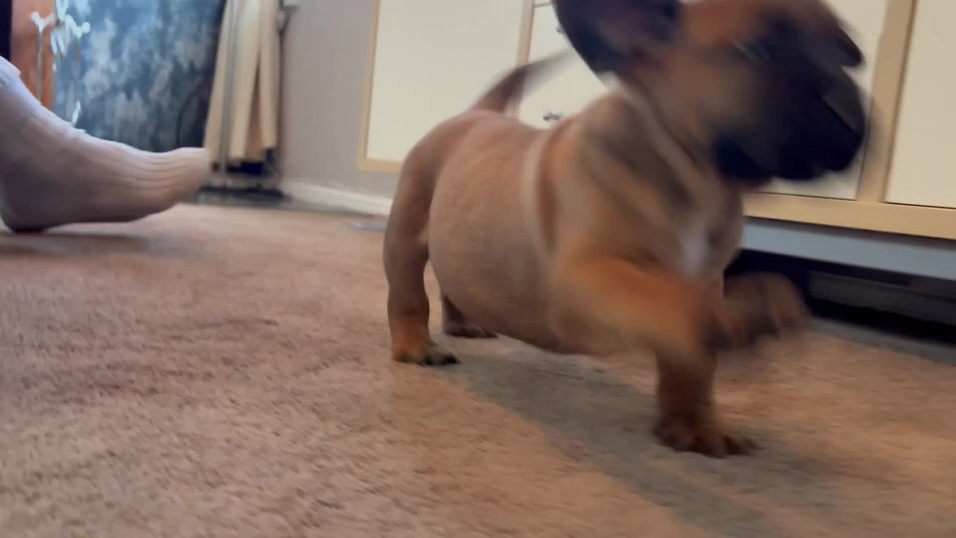 Boerboel dogs for sale: STUNNING NABBR REGISTERED GIRLS.  - Video 4