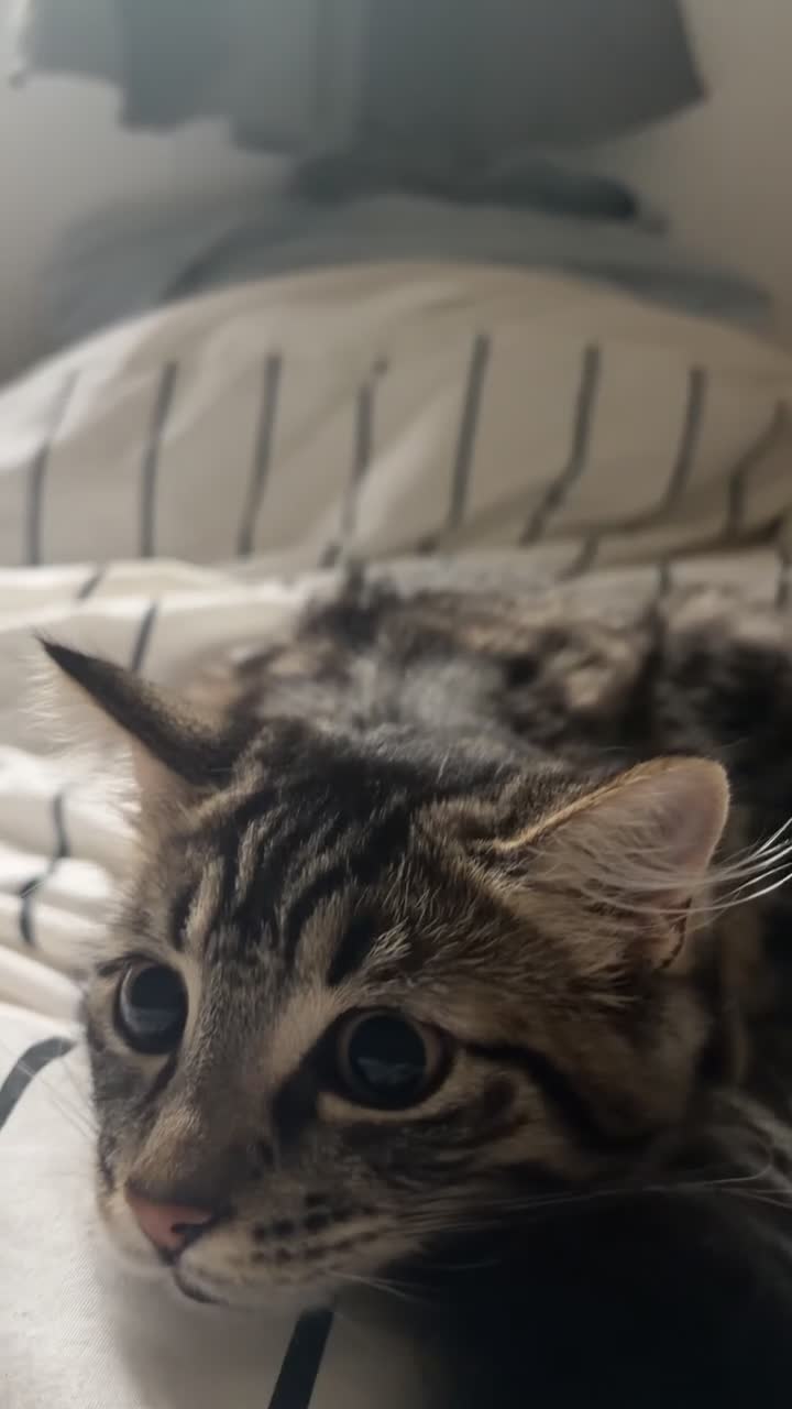 Mixed Breed cats for sale: mixed maincoon kitten - Video 1