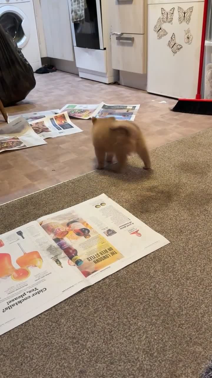Pomeranian dogs for sale: Girl Sandy Pomeranian  - Video 1