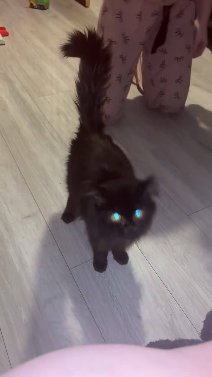 Maine Coon cats for sale: Male main coon - Video 1