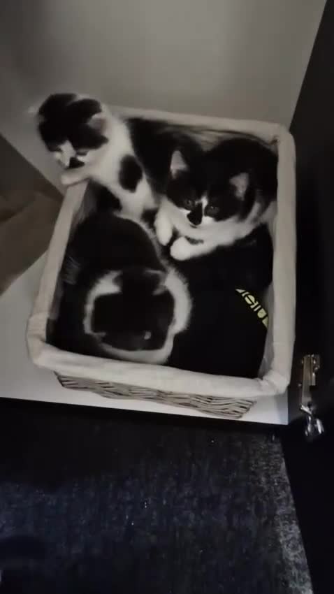 Mixed Breed cats for sale: 🐾 Adorable Kittens Looking for Loving Homes 💕 - Video 1