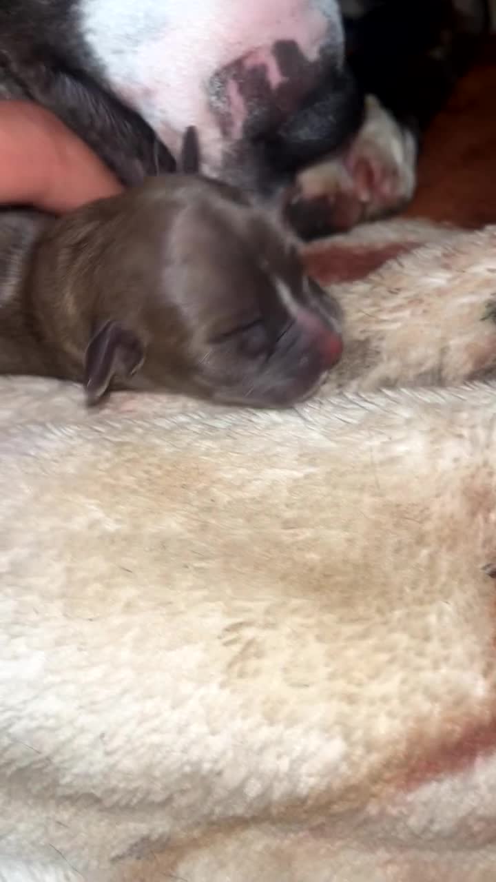 Mixed Breed dogs for sale: Merle bitches bandogs - Video 2