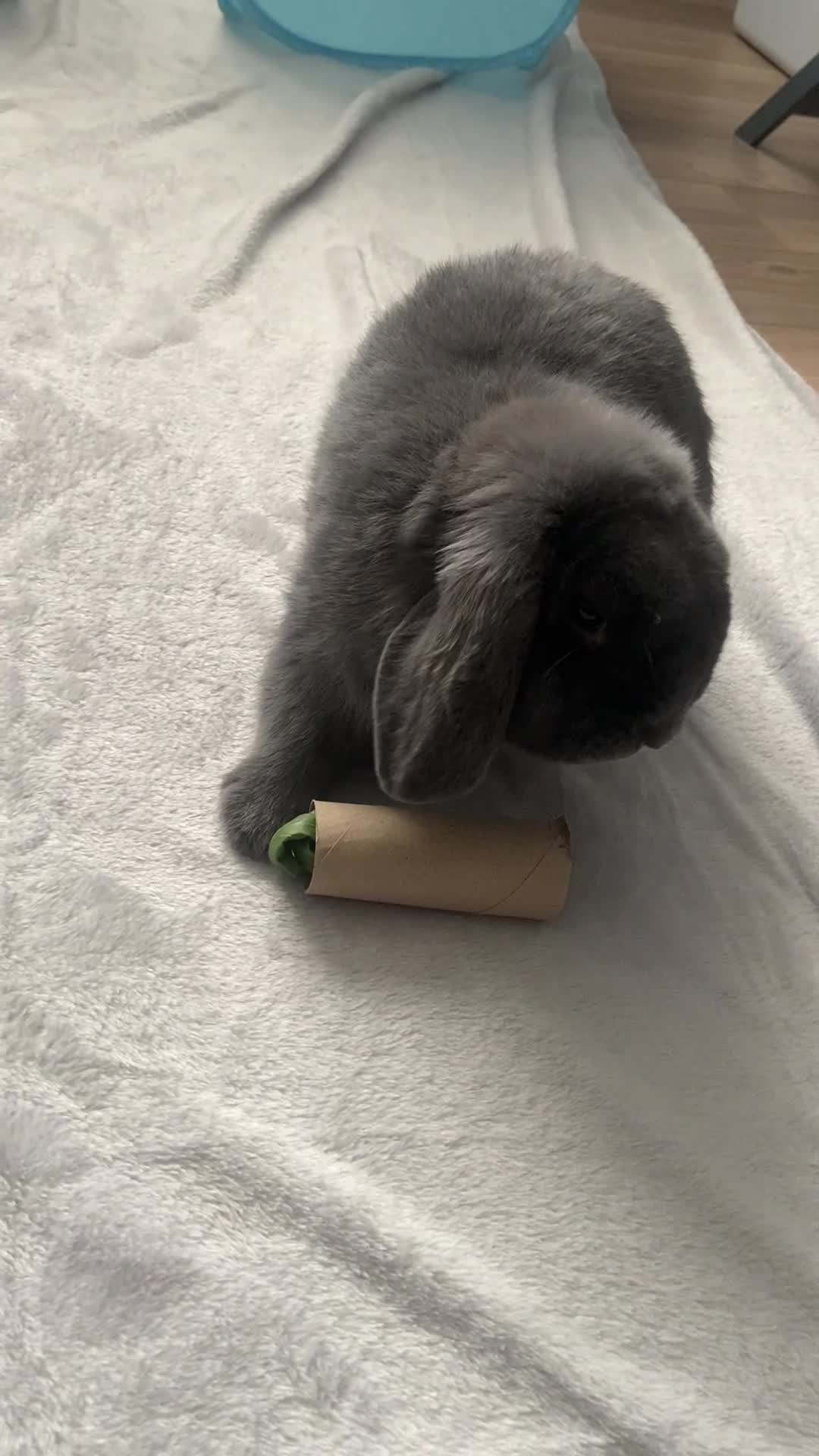 Mini Lop rabbits for sale: Male Mini Lop - Rehoming - Video 2