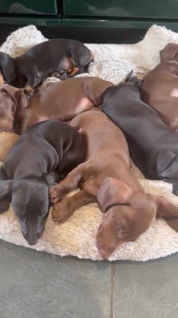 Miniature Dachshund dogs for sale: Ludlow KC Reg Miniature Dachshund Puppies - Video 5
