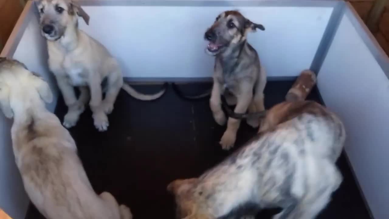Irish Wolfhound dogs for sale: Irishwolfhounds for sale - Video 1