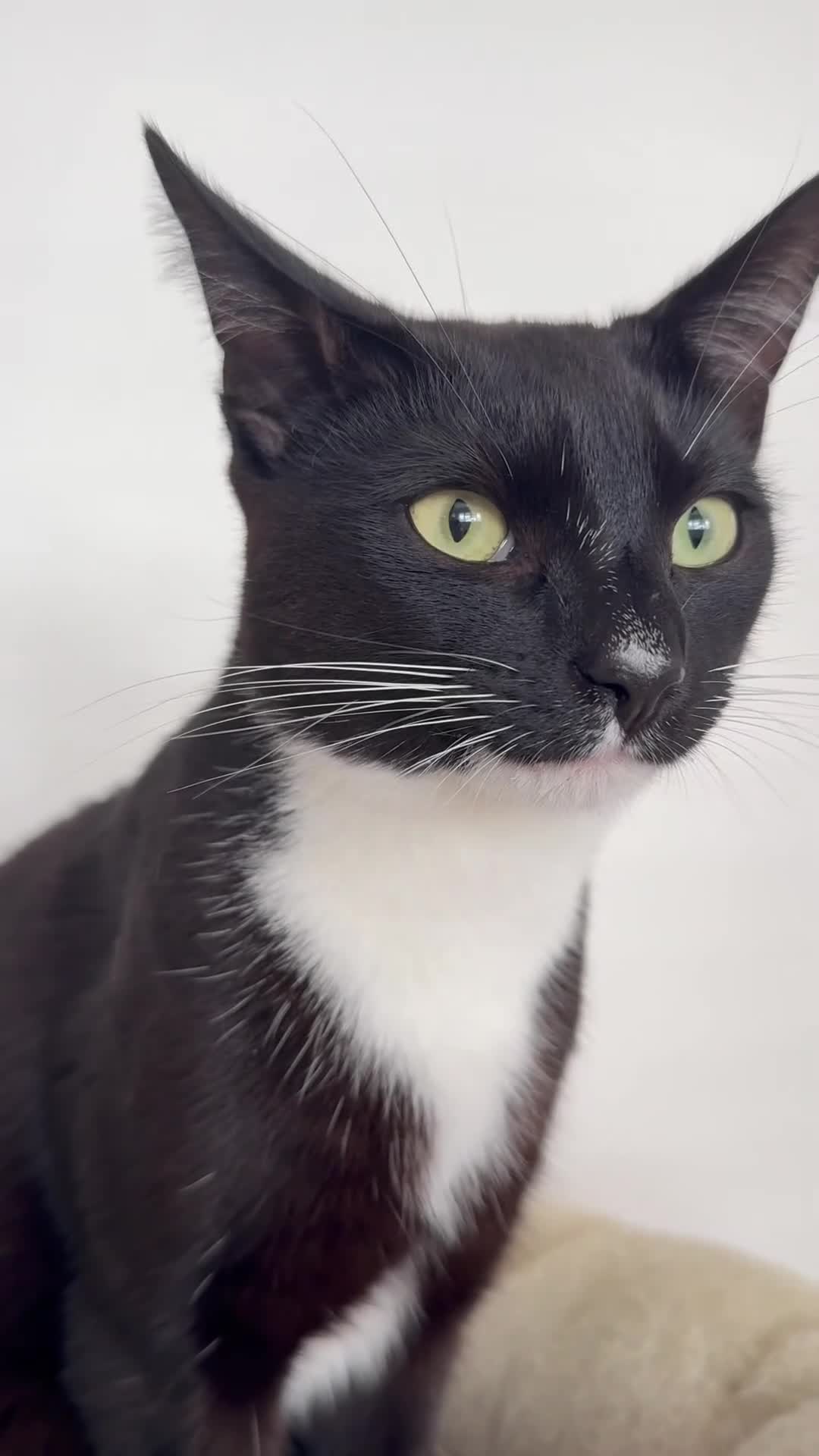 Mixed Breed cats for sale: The Best Boy Kabal - Video 1