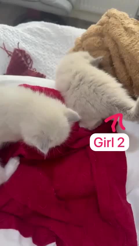 Ragdoll cats for sale: STUNNING FLUFFY LITTER OF 3 RAGDOLL KITTENS in Birmingham - Video 2