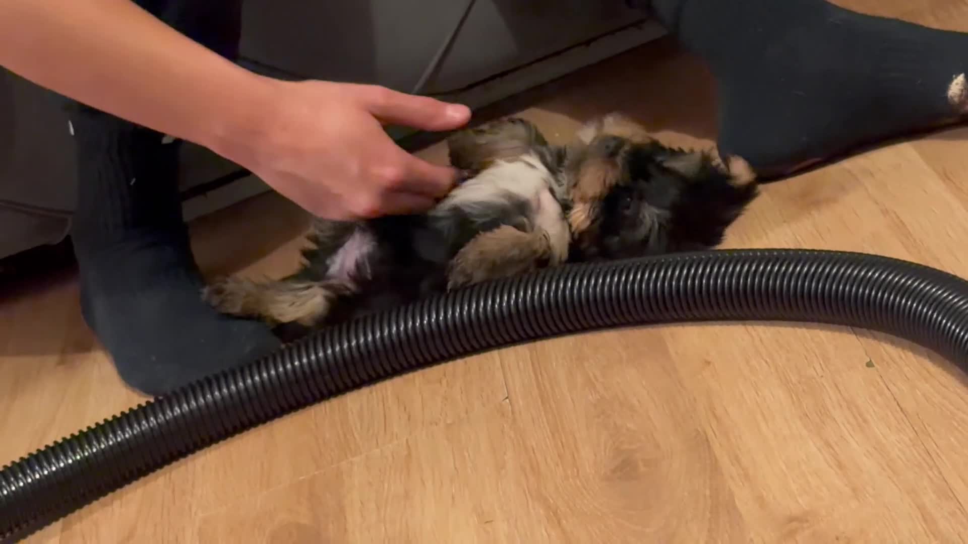 Yorkshire Terrier dogs for sale: 🌸 Stunning Yorkshire terrier puppies available 🌸 - Video 5