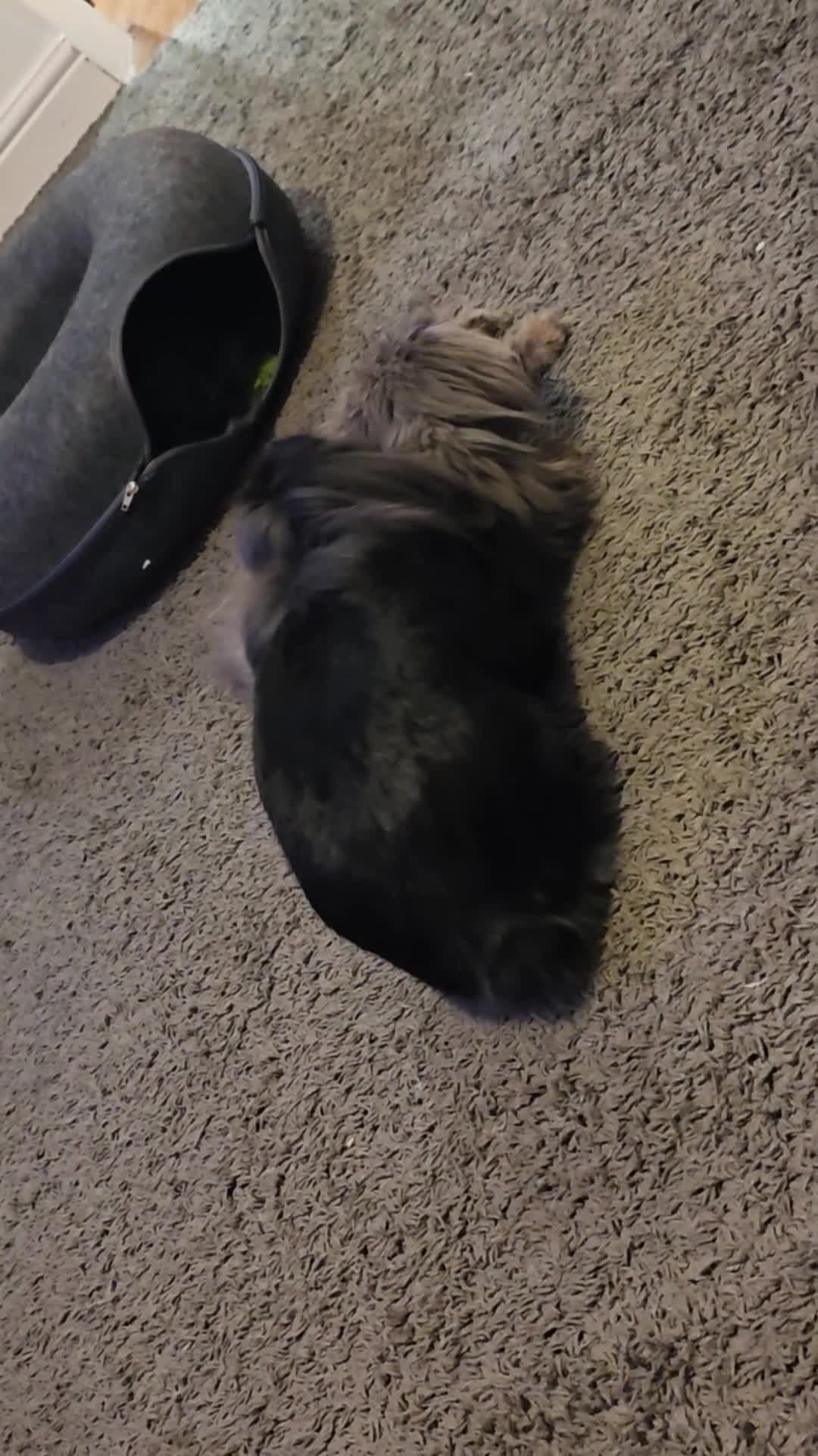 French Lop rabbits for sale: Lop x lionhaired rabbit in Fareham - Video 1