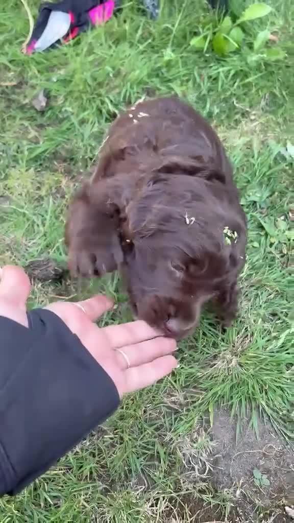 Cockapoo dogs for sale: Cockapoo - Video 1